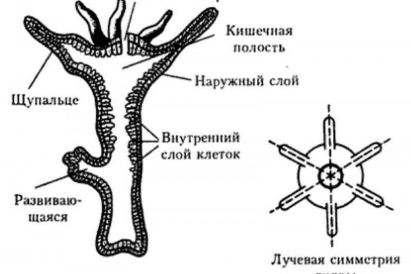 Кракен ссылки krakenwebs org